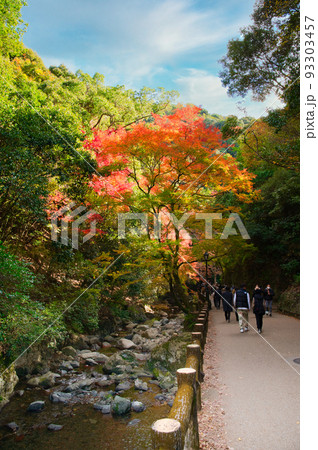 【大阪府】11月・紅葉シーズンの箕面公園 93303457