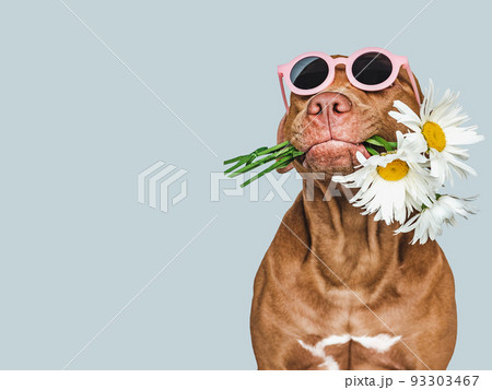 Lovable, pretty brown puppy and sunglasses. Closeup Lovable, pretty brown puppy and sunglasses. Closeup 93303467