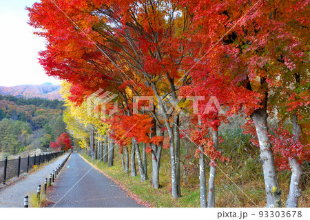富士山・富士五湖・奥河口湖さくらの里公園周辺の湖畔の遊歩道と美しい紅葉・山梨県富士河口湖町 93303678