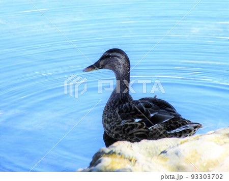 湖に遊ぶ鴨 93303702