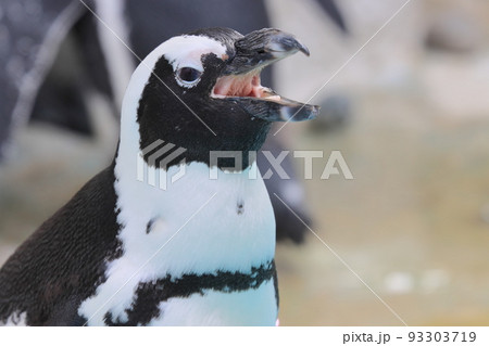 ケープペンギン 動物園のペンギン ケープペンギン 動物園のペンギン 93303719