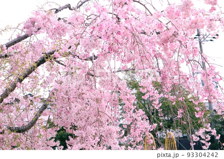 今年の春に撮った垂れ桜。 今年の春に撮った垂れ桜。 93304242