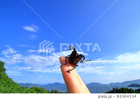 ノコギリクワガタが飛来 93304534