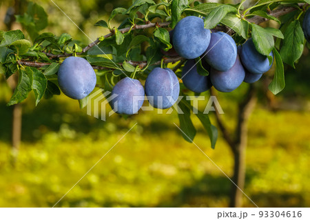 branch of ripe blue plums in garden branch of ripe blue plums in garden 93304616