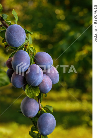 branch of ripe blue plums in garden 93304618
