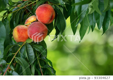 branch of ripe red peaches in garden 93304627