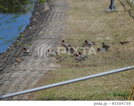 河内町の風景 河内町の風景 93304739