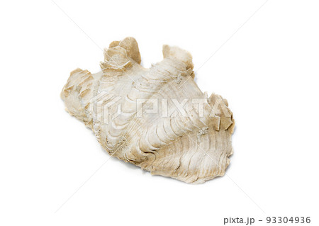Image of Crocus Giant Clam (Tridacna crocea). on a white background. Sea shells. Undersea Animals. Image of Crocus Giant Clam (Tridacna crocea). on a white background. Sea shells. Undersea Animals. 93304936