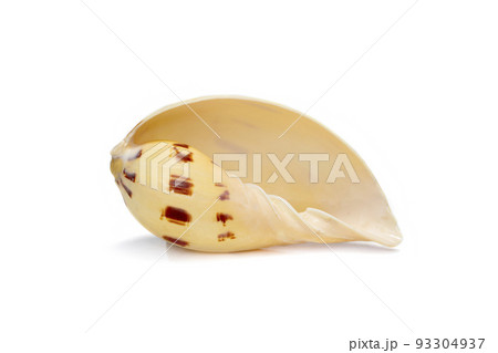 Image of seashells melo melo on a white background. Undersea Animals. Sea Shells. Image of seashells melo melo on a white background. Undersea Animals. Sea Shells. 93304937