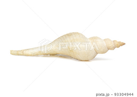 Image of white long tailed spindle conch seashells on a white background. Undersea Animals. Sea Shells. Image of white long tailed spindle conch seashells on a white background. Undersea Animals. Sea Shells. 93304944