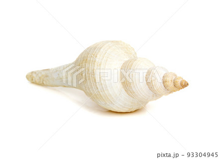 Image of white long tailed spindle conch seashells on a white background. Undersea Animals. Sea Shells. Image of white long tailed spindle conch seashells on a white background. Undersea Animals. Sea Shells. 93304945