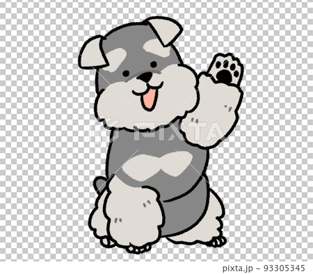 Schnauzer raising one hand 93305345