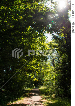明るい日差しと緑の木々に囲まれた細い歩道　ロンドン郊外のオールド・ウィンザーにて 93305381