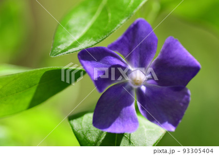 ツルニチニチソウの紫色の花（埼玉県/4月） 93305404