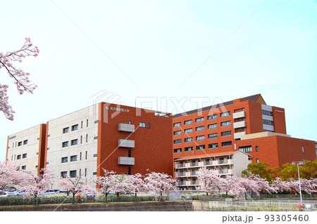 名古屋学院大学と満開の桜の風景 93305460