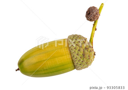 Oak nuts. Beautiful acorns on white background. File contains clipping path. 93305833