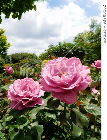 イングリッシュガーデン　バラ　ピンクの薔薇 93306162