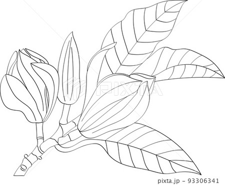 Abstract line of Champaka blooming flower with leaf. 93306341