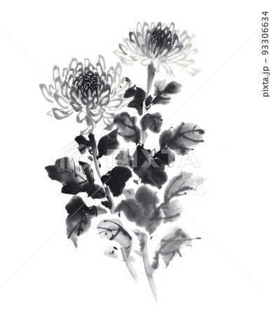 綺麗に咲いている菊の花 水墨画のイラスト素材 [93306634] - PIXTA