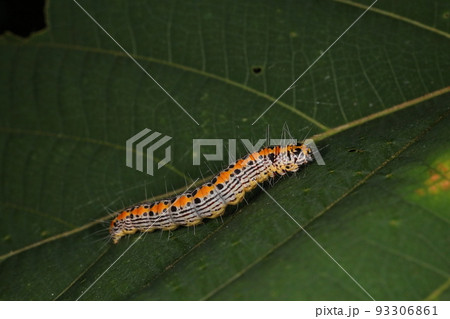 生き物　昆虫　ナカアオフトメイガ、終齢幼虫。成虫は茶色っぽい地味なガですが幼虫は何故か派手 93306861