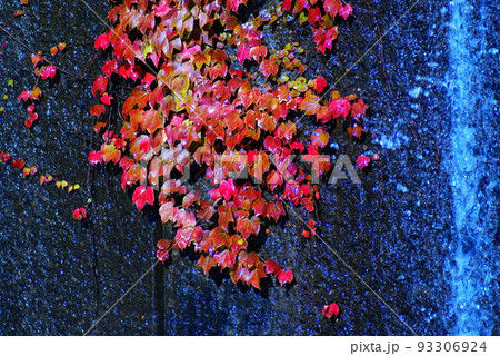 カラー　紅葉　秋　流水　公園　噴水（2022年8月登録） 93306924
