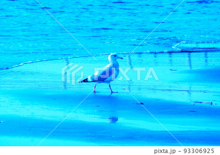 カラー　海　波　鳥　カモメ（2022年8月登録） 93306925