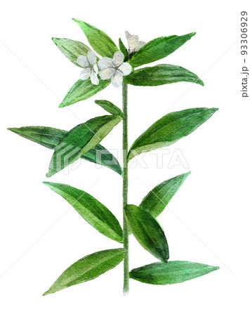 シコンの水彩画イラストの挿し絵 93306929