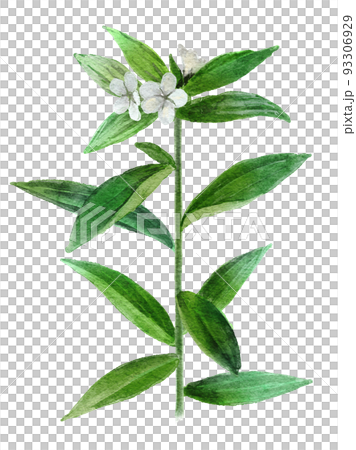 シコンの水彩画イラストの挿し絵 93306929