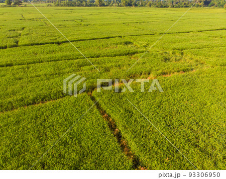 Paddy rice green plantation field morning sunrise aerial view Paddy rice green plantation field morning sunrise aerial view 93306950