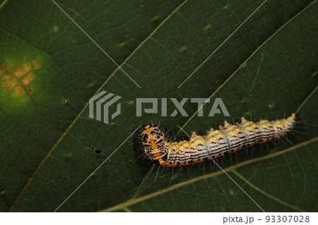 生き物 昆虫 ナカアオフトメイガ、終齢幼虫。二十五ミリほどで背中は橙色に黒い斑点、腋は白黒の縞模様 生き物 昆虫 ナカアオフトメイガ、終齢幼虫。二十五ミリほどで背中は橙色に黒い斑点、腋は白黒の縞模様 93307028