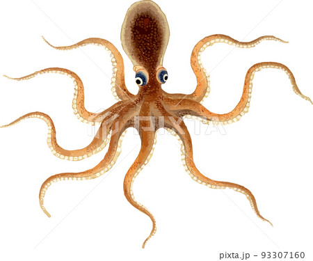 スナダコ 93307160