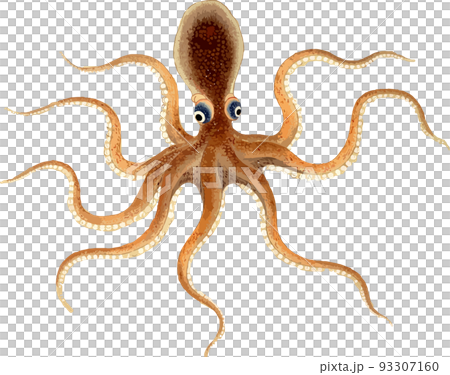 スナダコ 93307160