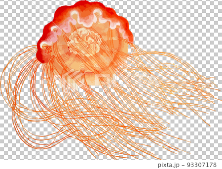 アカクラゲ2 93307178