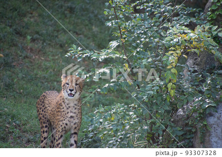 チーター チーター 93307328