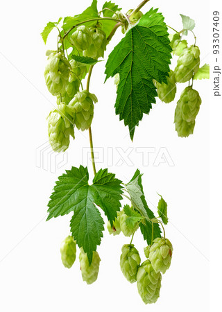 Bunch of green hops climbing plant isolated on white 93307409