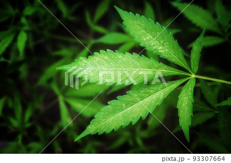 Marijuana leaf. Background of cannabis plants 93307664