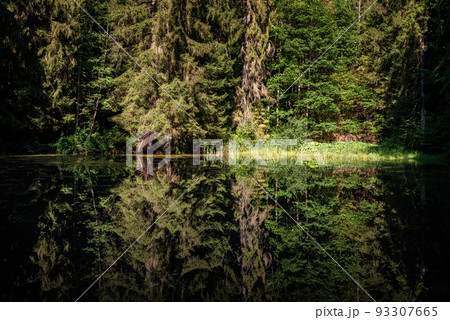 Reflection of trees on the quiet water surface of a lake in the forest 93307665