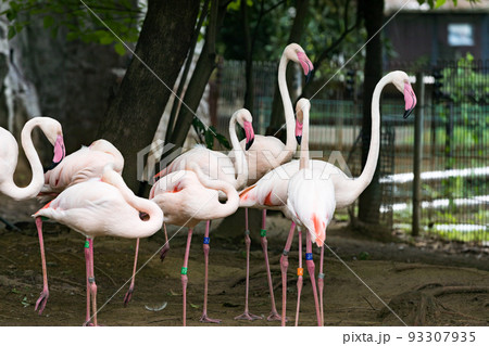 埼玉県さいたま市 大崎公園子供動物園ヨーロッパフラミンゴ 埼玉県さいたま市 大崎公園子供動物園ヨーロッパフラミンゴ 93307935