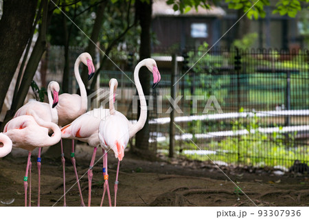 埼玉県さいたま市 大崎公園子供動物園ヨーロッパフラミンゴ 埼玉県さいたま市 大崎公園子供動物園ヨーロッパフラミンゴ 93307936