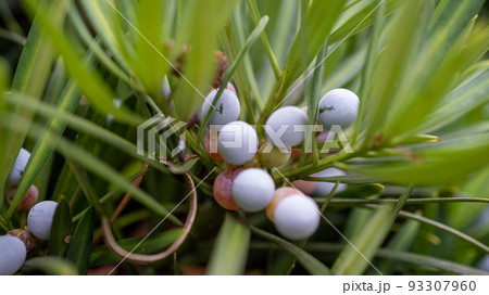 イヌマキの実 イヌマキの実 93307960