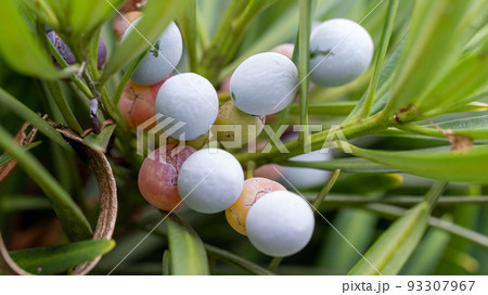 イヌマキの実 93307967