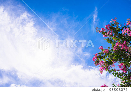 サルスベリの花 93308075