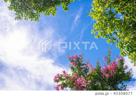 夏空とサルスベリの花 夏空とサルスベリの花 93308077