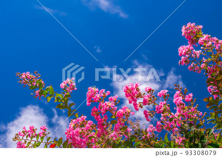 夏の空とサルスベリの花 93308079