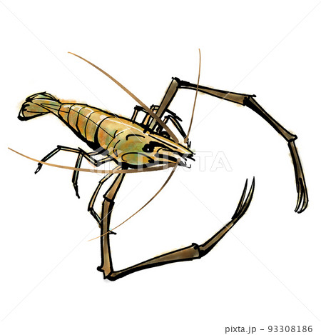 アメリカ人アートワーク　テナガエビ テナガエビ」の手描きイラスト（筆書き墨絵風）のイラスト素材