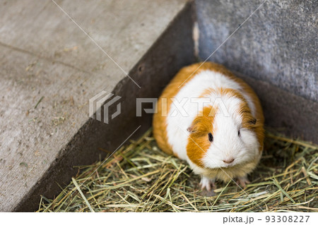 埼玉県さいたま市 大崎公園子供動物園モルモット 埼玉県さいたま市 大崎公園子供動物園モルモット 93308227