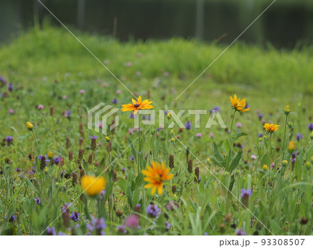 新緑あふれる木曽あやめ公園池に咲く花々 93308507