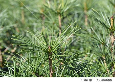 Japanese umbrella pine 93308600