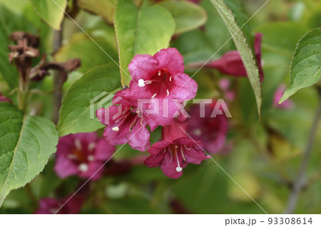 Weigela Bristol Ruby 93308614