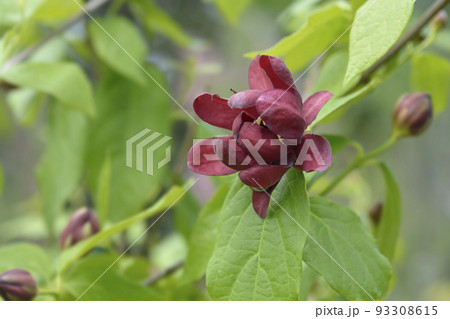Aphrodite Sweetshrub 93308615